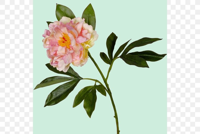 Peony Cut Flowers Garden Roses Herbaceous Plant, PNG, 550x550px, Peony, Angel, Camellia, Child, Cut Flowers Download Free