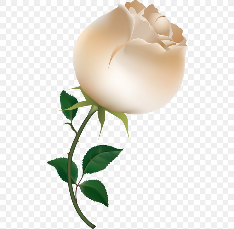 Rose Drawing Clip Art, PNG, 500x803px, Rose, Art, Bud, Document, Drawing Download Free