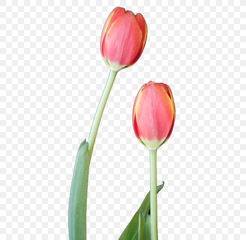 Tulip Flower Designer, PNG, 800x800px, Tulip, Bud, Close Up, Color, Designer Download Free