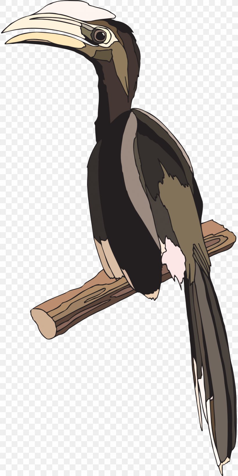 Bird Hornbill Coraciiformes Clip Art, PNG, 960x1920px, Bird, Beak, Bird Of Prey, Coraciiformes, Fauna Download Free