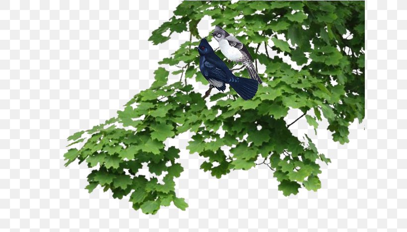 Branch Tree Leaf Shrub Plant, PNG, 650x467px, Branch, Architect, Architectural Engineering, Architecture, Building Download Free