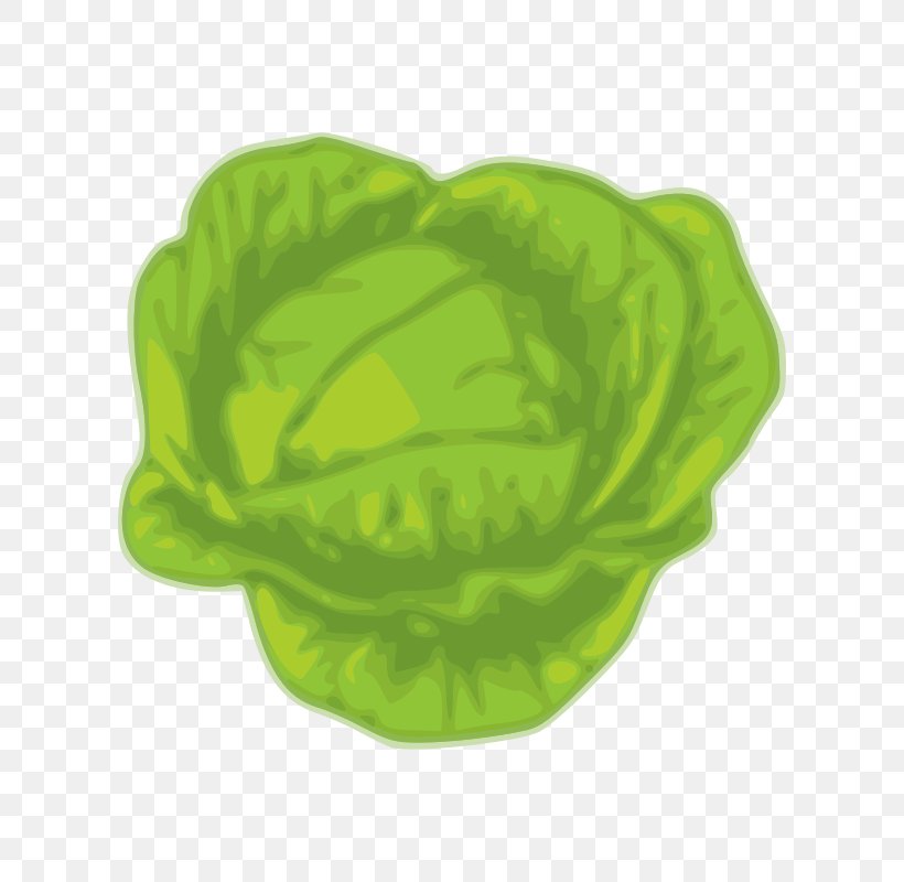 Cabbage Stock Photography Vegetable Art Clip Art, PNG, 800x800px, Cabbage, Art, Culture, Dance, Drawing Download Free