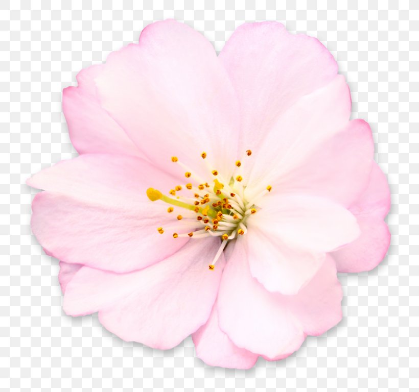 Cherry Blossom Royalty-free Flower, PNG, 768x768px, Cherry Blossom, Blossom, Cerasus, Flower, Flowering Plant Download Free