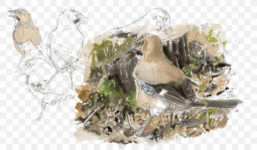 Eurasian Jay Bird Acorn Crow Family, PNG, 1144x671px, Eurasian Jay, Acorn, Animal, Beak, Bird Download Free