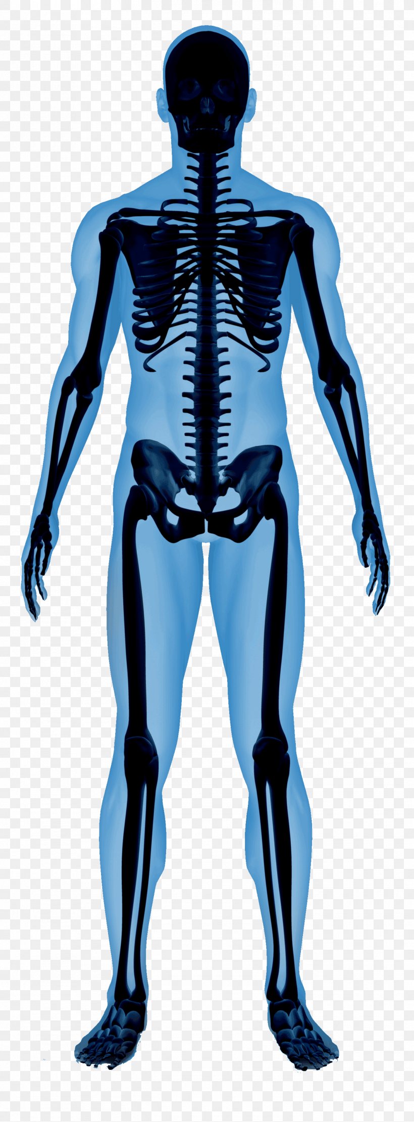Human Skeleton Anatomy Human Body, PNG, 1398x3788px, Human Skeleton, Anatomy, Axial Skeleton, Bone, Electric Blue Download Free