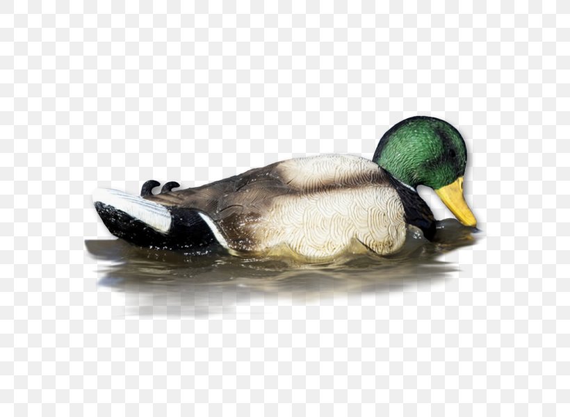 Mallard Duck Decoy Duck Decoy Wood Duck, PNG, 600x600px, Mallard, Beak, Bird, Coyote, Decoy Download Free
