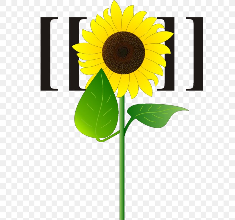 Sunflowers Sunflower Seed Cut Flowers Plant Stem, PNG, 599x768px, Sunflowers, Cut Flowers, Daisy Family, Flower, Flowering Plant Download Free
