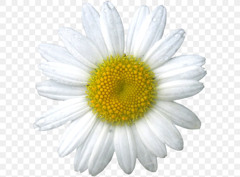 Common Daisy Oxeye Daisy Chamomile Flower, PNG, 600x605px, Common Daisy, Annual Plant, Aster, Award, Chamaemelum Nobile Download Free