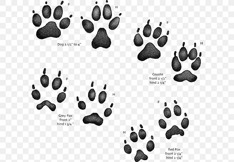 Coyote Dog Paw Red Fox Gray Fox, PNG, 600x568px, Coyote, Animal, Animal Track, Black And White, Bobcat Download Free