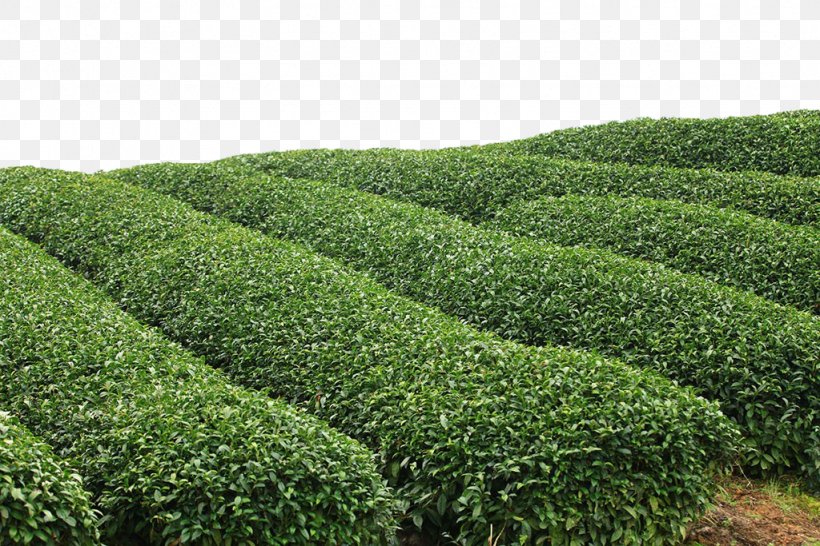 Green Tea Tea Garden, PNG, 1024x683px, Tea, Agriculture, Camellia Sinensis, Crop, Evergreen Download Free
