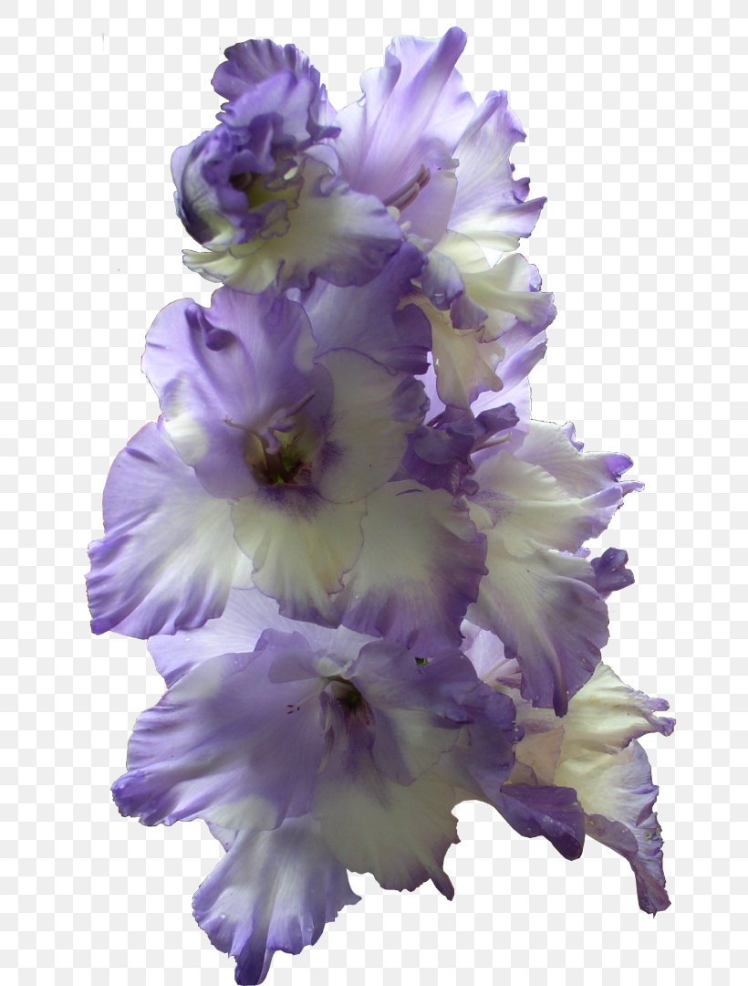 The Gladiolus Bulb Blue Flower, PNG, 708x1080px, Gladiolus, Blue, Bulb, Cut Flowers, Delphinium Download Free
