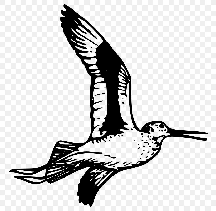 Bird Crane Feather Clip Art, PNG, 790x800px, Bird, Animal, Beak, Black And White, Crane Download Free