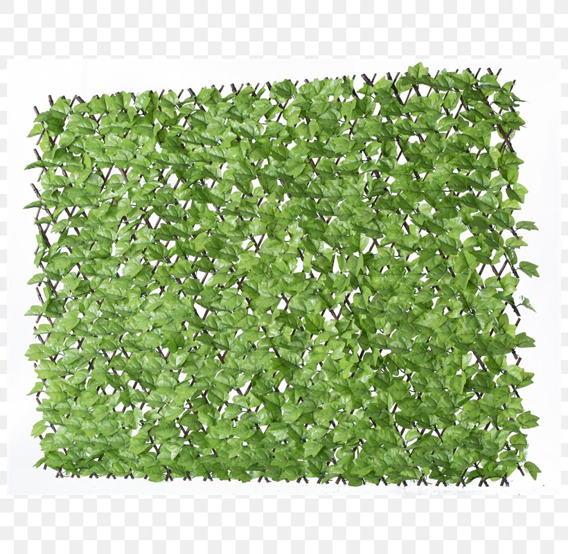 Herb Shrub Groundcover Lawn, PNG, 800x800px, Herb, Grass, Groundcover, Lawn, Plant Download Free