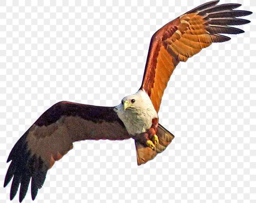 Bald Eagle Hawk Vulture Buzzard, PNG, 800x651px, Bald Eagle, Accipitriformes, Beak, Bird, Bird Of Prey Download Free