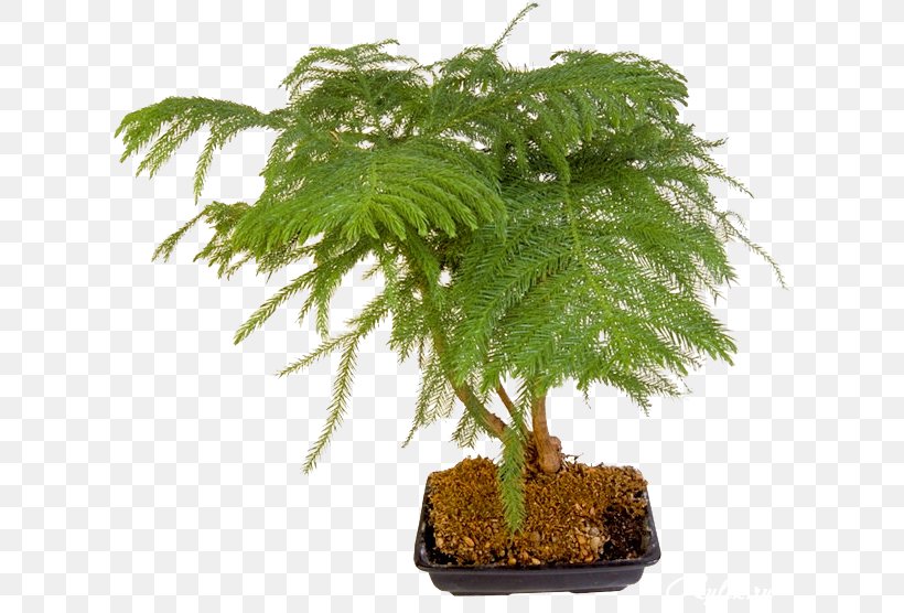 Bonsai Flowerpot Houseplant Tree Ornamental Plant, PNG, 618x556px, Bonsai, Centerblog, Cyclamen, Evergreen, Fig Trees Download Free