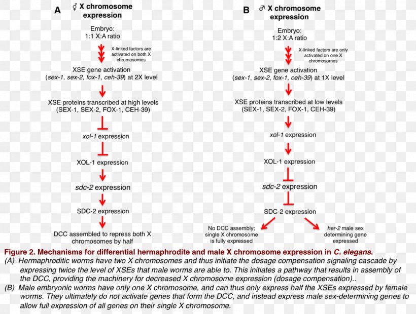 Dosage Compensation Common Fruit Fly X Chromosome Roundworm Gene Dosage, PNG, 1487x1126px, Dosage Compensation, Area, Chromosome, Common Fruit Fly, Dioecy Download Free