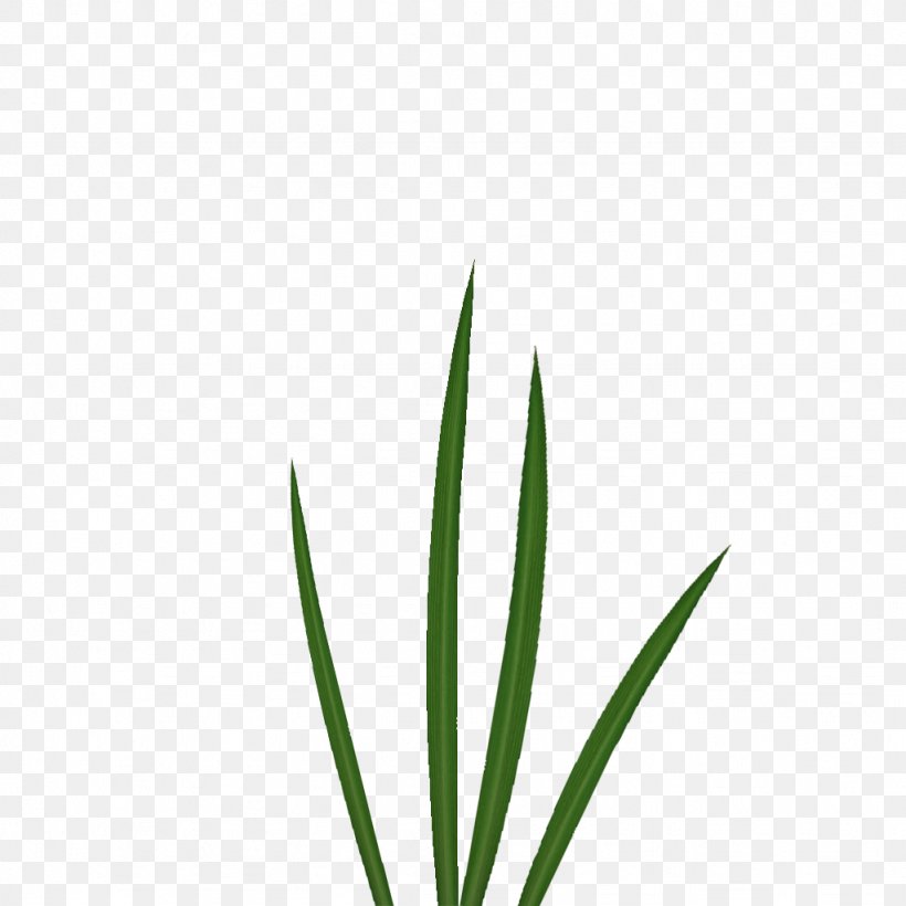 Leaf Grasses Plant Stem Family, PNG, 1024x1024px, Leaf, Family, Grass, Grass Family, Grasses Download Free