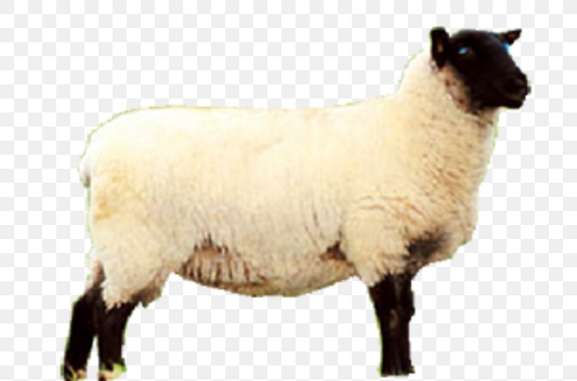 Sheep Meat Eid Al-Adha, PNG, 707x542px, Sheep, Agneau, Animal, Aries, Autodesk Revit Download Free