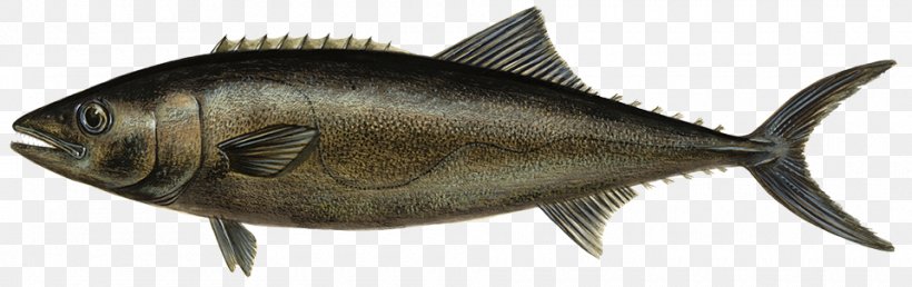 Milkfish Escolar Thunnus Oily Fish, PNG, 960x303px, Milkfish, Alaska Pollock, Atlantic Salmon, Escolar, Fauna Download Free