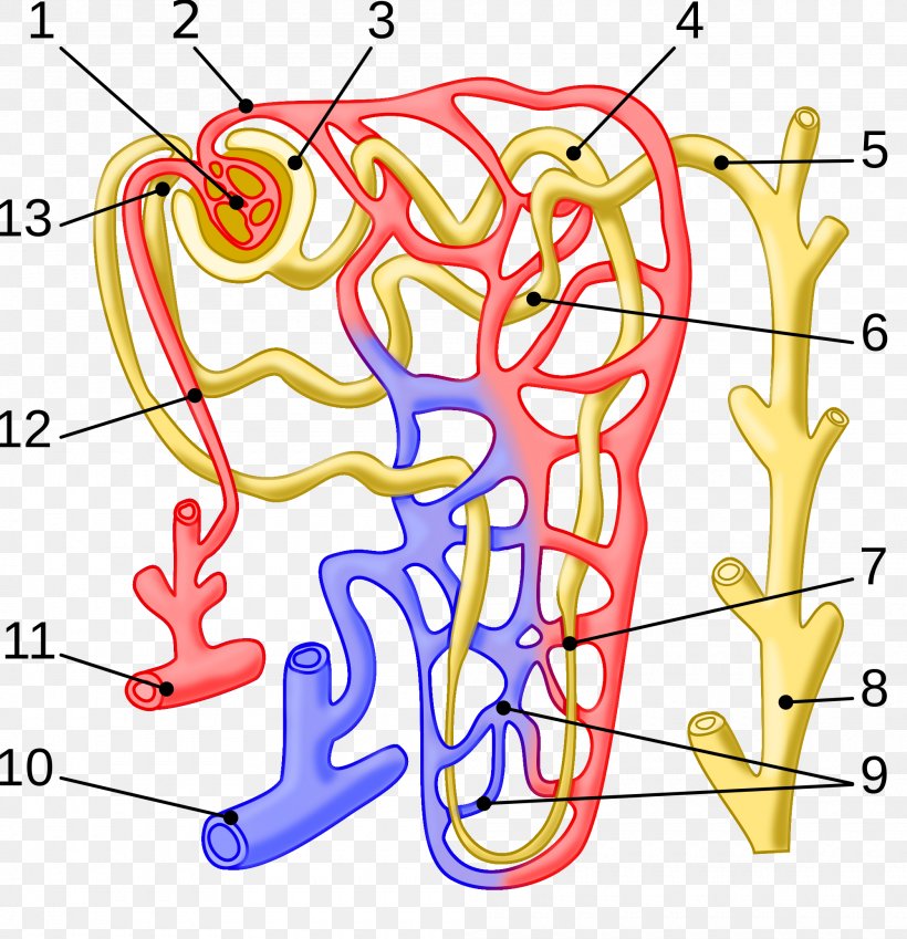Nephron Arcuate Vein Kidney Efferent Arteriole Glomerulus, PNG, 2000x2073px, Watercolor, Cartoon, Flower, Frame, Heart Download Free