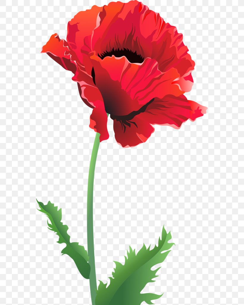 Common Poppy Remembrance Poppy Flower, PNG, 577x1024px, Common Poppy, Anemone, Annual Plant, California Poppy, Carnation Download Free