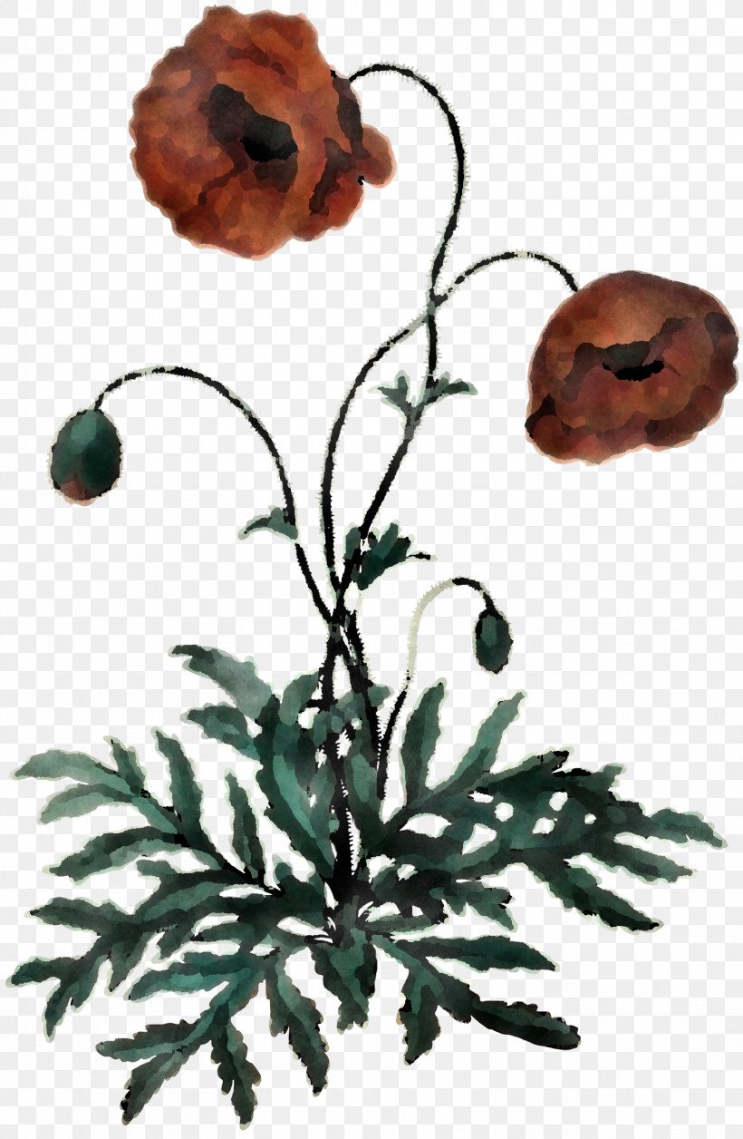 Flower Oriental Poppy Plant Anemone Poppy Family, PNG, 1566x2400px, Flower, Anemone, Oriental Poppy, Petal, Plant Download Free