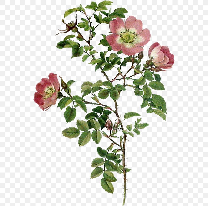 Garden Roses Cabbage Rose Flower Sweet-Brier BMW 5 Series, PNG, 557x812px, Garden Roses, Annual Plant, Bmw 5 Series, Branch, Burnet Rose Download Free