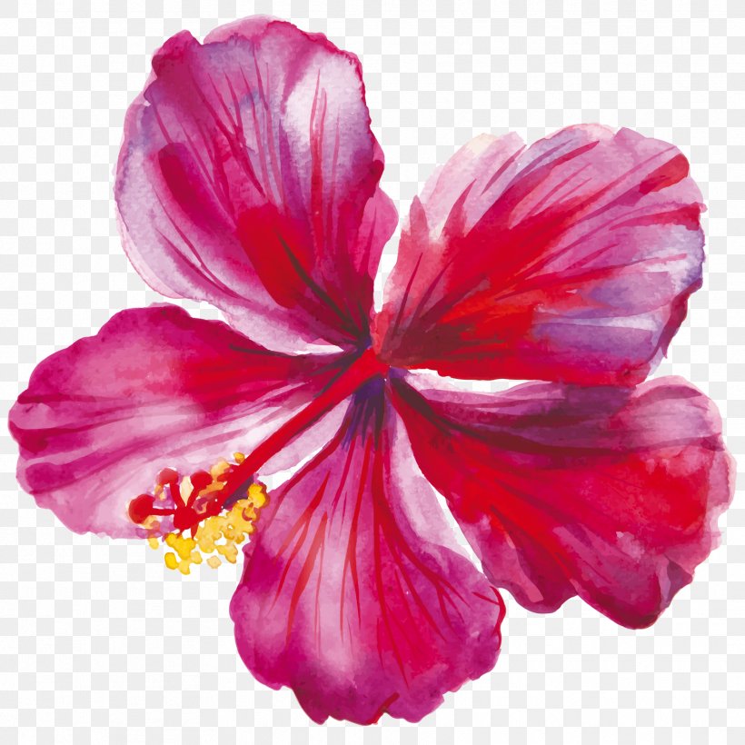 Hibiscus Drawing Flower, PNG, 1772x1772px, Hibiscus, Annual Plant, China Rose, Drawing, Flower Download Free