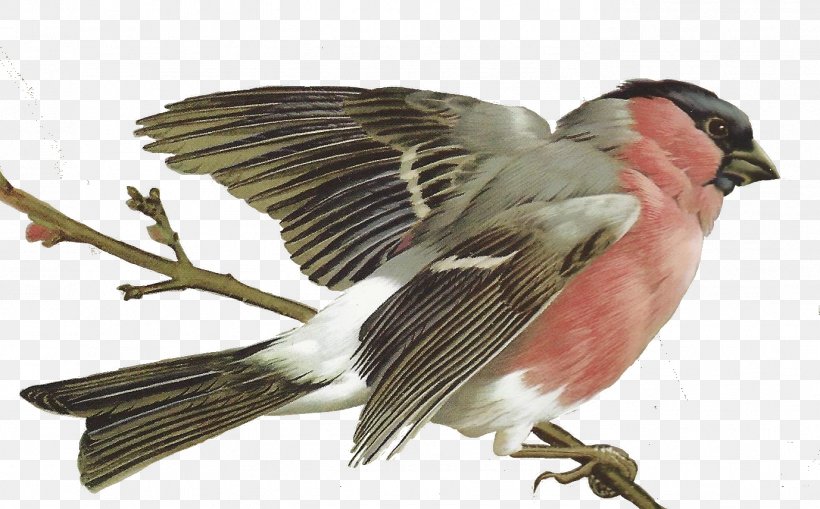 Palawan Flowerpecker Bird Painting Drawing Image, PNG, 1377x856px, Bird, Art, Beak, Birds And Flowers, Centerblog Download Free