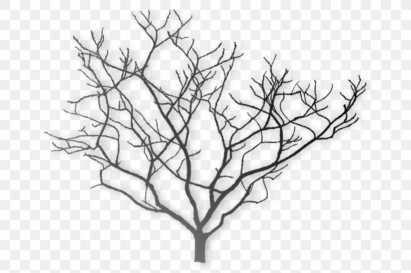 Tree Southern Magnolia Chinese Magnolia Stock Photography, PNG, 1500x1000px, Tree, Acer Glabrum, Artwork, Black And White, Branch Download Free