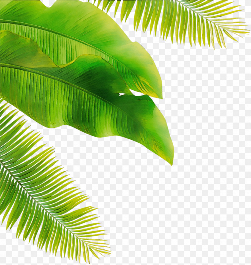 Banana Leaf, PNG, 1326x1400px, Watercolor, Arecales, Attalea Speciosa, Banana Leaf, Elaeis Download Free