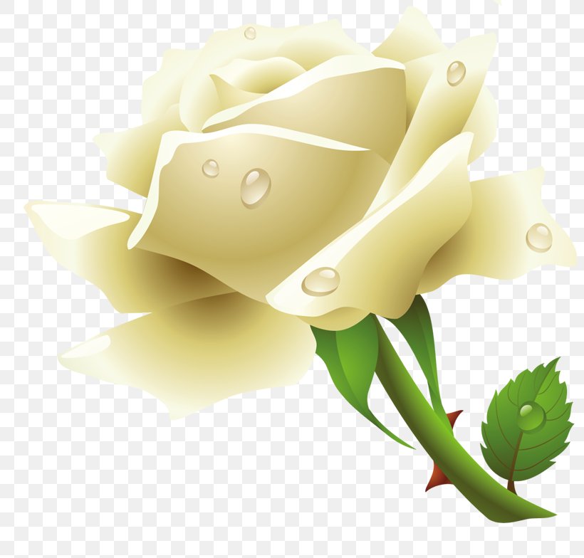 Desktop Wallpaper Clip Art, PNG, 800x784px, Image Resolution, Bud, Close Up, Cut Flowers, Floral Design Download Free