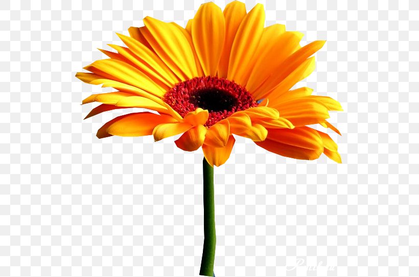 Life Flower Observation Information, PNG, 526x541px, Life, Common Sunflower, Cut Flowers, Daisy Family, Eating Download Free