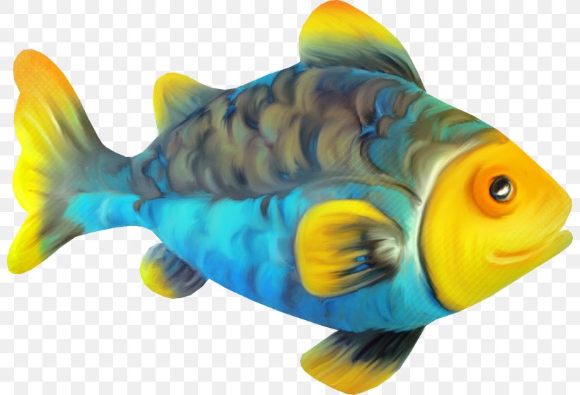Bony Fishes Goldfish Clip Art Image, PNG, 800x559px, Bony Fishes, Angelfish, Animation, Aquarium Fish, Bonyfish Download Free