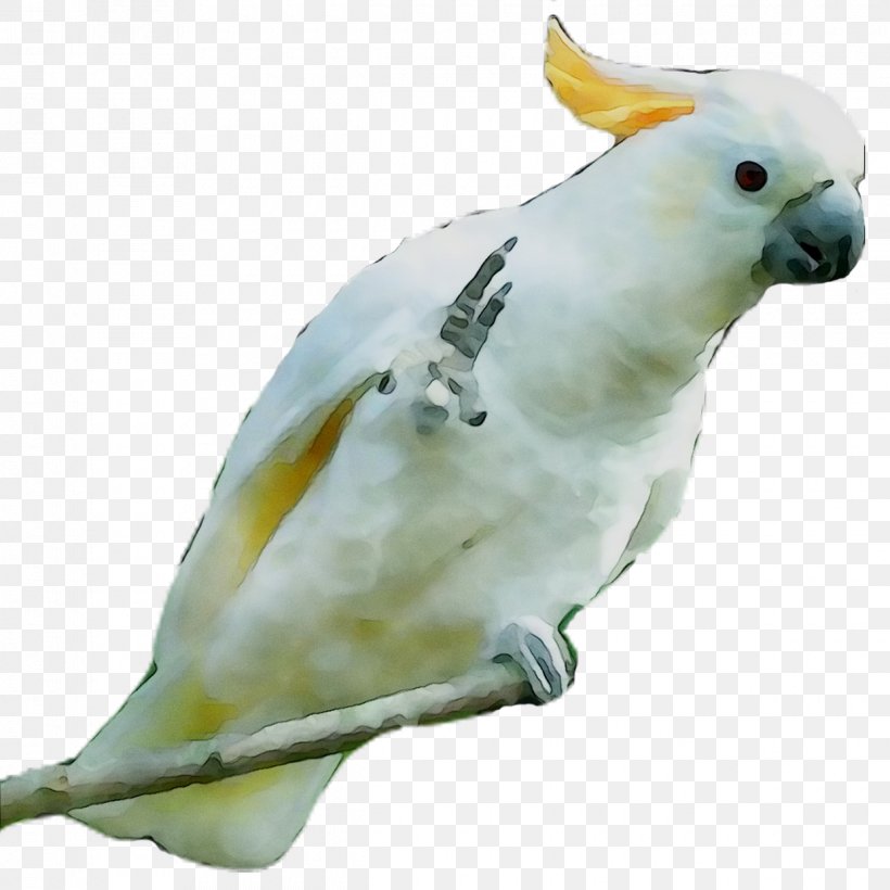 Cockatiel Lovebird Sulphur-crested Cockatoo Parakeet Pet, PNG, 1240x1240px, Cockatiel, Animal Figure, Beak, Bird, Budgie Download Free