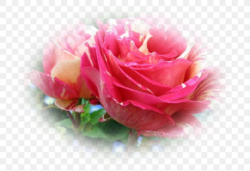Garden Roses Cabbage Rose Floristry Cut Flowers Petal, PNG, 750x562px, Garden Roses, Cabbage Rose, Close Up, Closeup, Cut Flowers Download Free