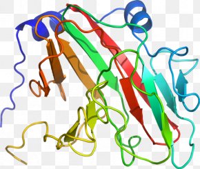 Line - Line Point Organism Clip Art PNG