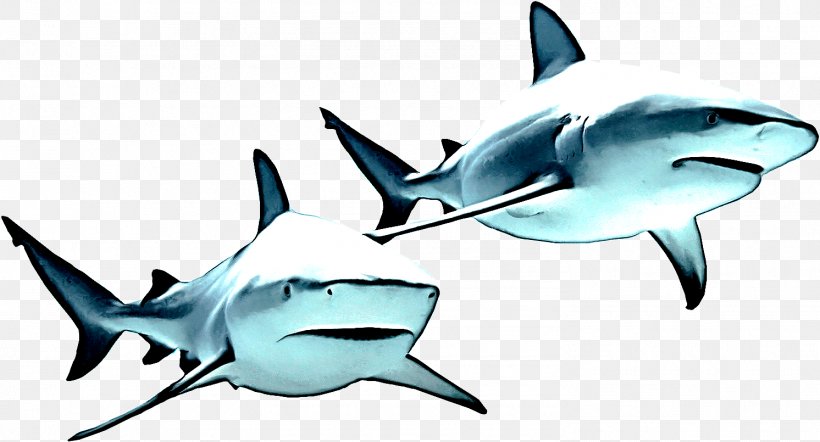 Shark, PNG, 1492x805px, Fish, Bull Shark, Cartilaginous Fish, Fin, Great White Shark Download Free