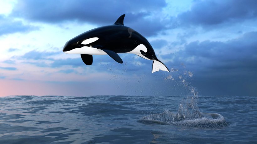 Toothed Whale Short-beaked Common Dolphin Killer Whale Common Bottlenose Dolphin Baby Orca, PNG, 1600x900px, Toothed Whale, Baby Orca, Cetacea, Common Bottlenose Dolphin, Dolphin Download Free