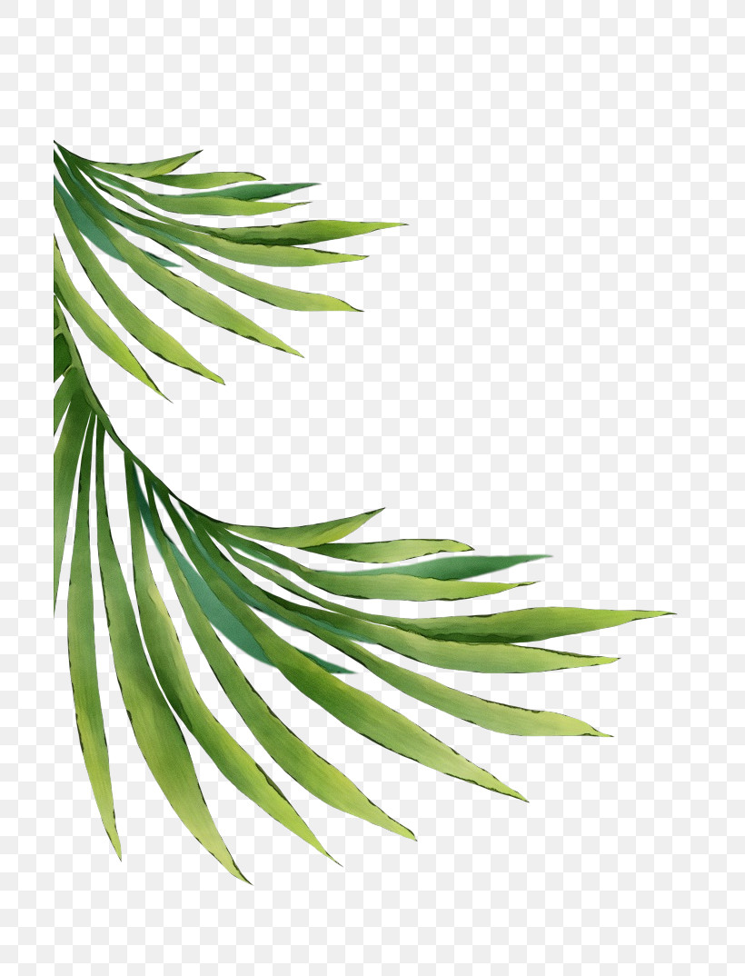 White Pine Tree Leaf Plant Oregon Pine, PNG, 702x1074px, Watercolor, American Larch, Branch, Colorado Spruce, Conifer Download Free