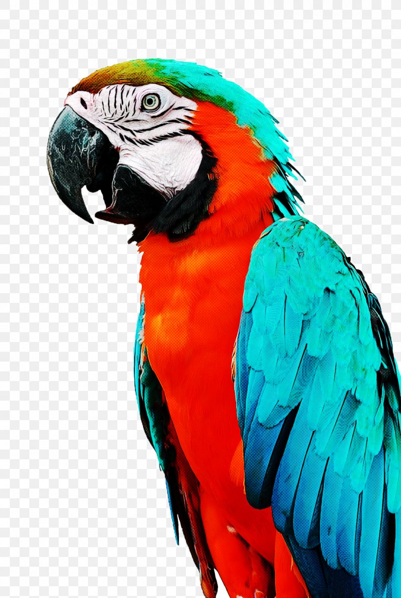 Bird Companion Parrot Turquoise Parrot Parrots, PNG, 1100x1643px, Bird, Animal, Beak, Black Crowned Crane, Budgie Download Free