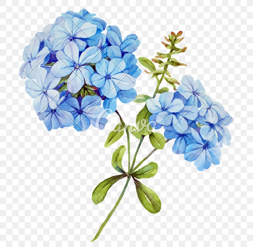 Flower Blue Jasmine Stock Photography, PNG, 741x800px, Flower, Blue, Borage Family, Color, Cornales Download Free
