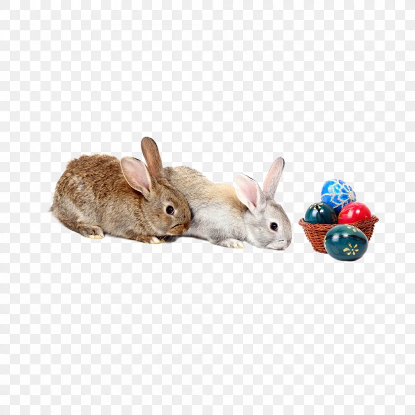 Grey Red, PNG, 1000x1000px, Grey, Domestic Rabbit, Fauna, Green, Hare Download Free