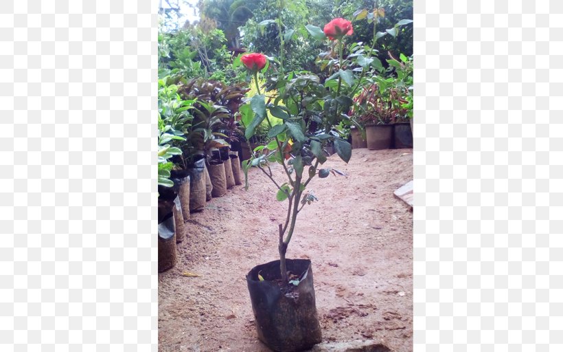 Houseplant Flowerpot Shrub, PNG, 512x512px, Plant, Beach Rose, Cut Flowers, Evergreen, Fern Download Free