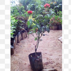 Pot Plant - Houseplant Flowerpot Shrub PNG