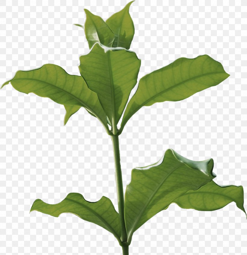 Leaf Herbaceous Plant Plant Stem Branch Tree, PNG, 1238x1280px, Leaf, Branch, Flower, Flowering Plant, Herb Download Free