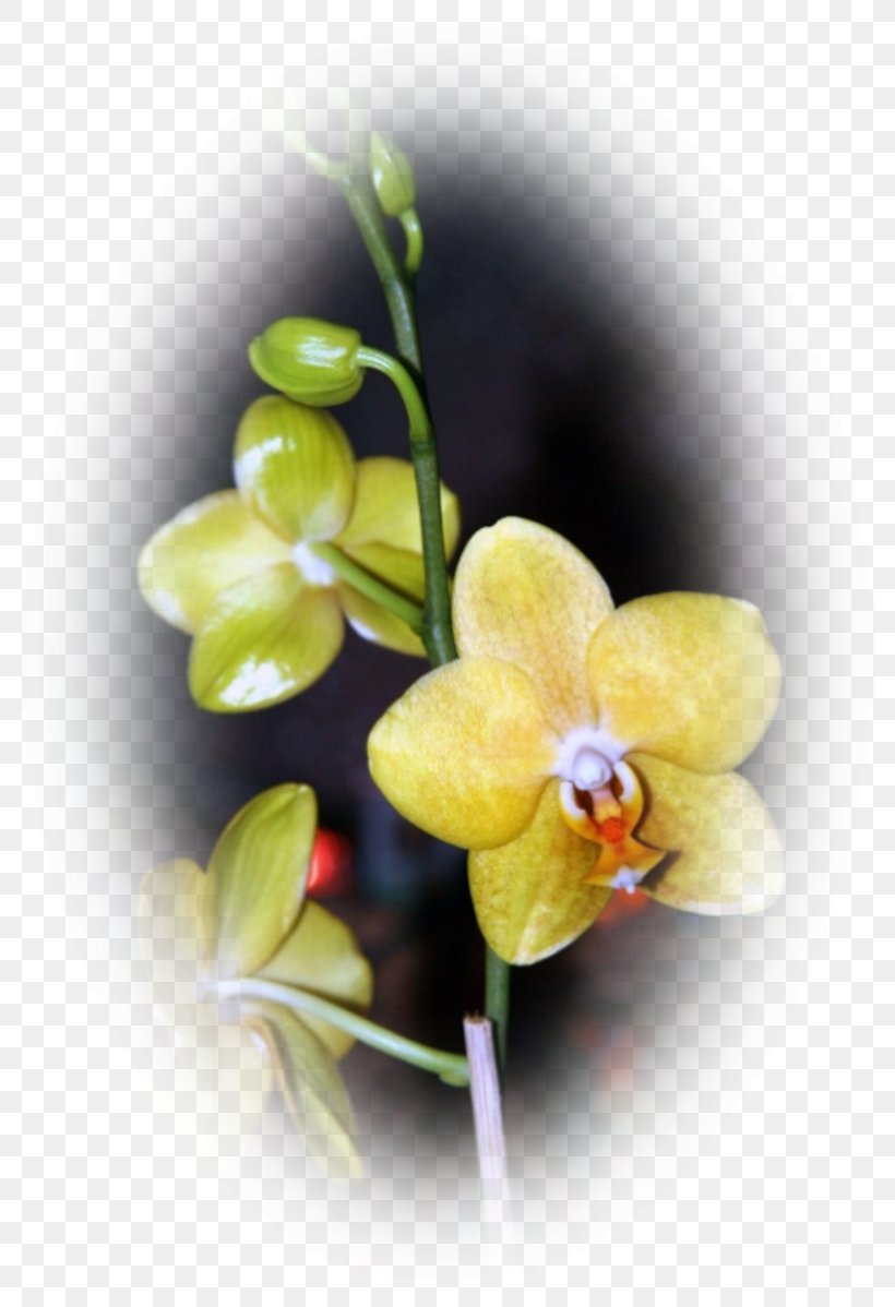 Moth Orchids Dendrobium Plant Stem, PNG, 800x1198px, Moth Orchids, Dendrobium, Flora, Flower, Flowering Plant Download Free