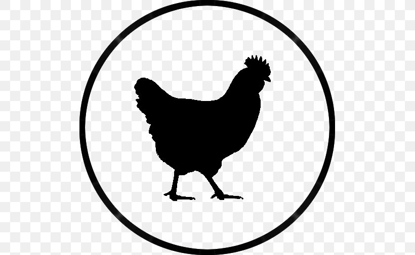 Rhode Island Red Plymouth Rock Chicken Rooster Hen Barbecue Chicken, PNG, 505x505px, Rhode Island Red, Area, Artwork, Barbecue Chicken, Beak Download Free