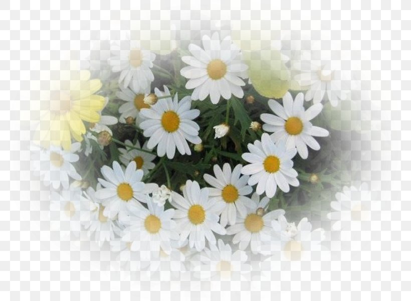 Roman Chamomile Oxeye Daisy Flower Bouquet, PNG, 784x600px, Chamomile, Animaatio, Chamaemelum Nobile, Chamomiles, Chrysanths Download Free
