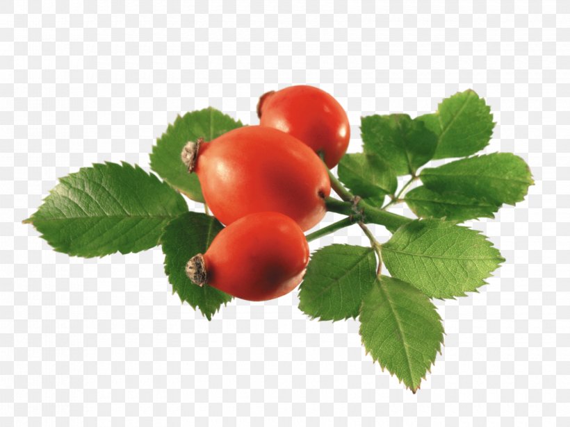 Rose Hip Herb Carrier Oil Extract Coconut Oil, PNG, 3360x2520px, Rose Hip, Berry, Carrier Oil, Coconut Oil, Essential Oil Download Free